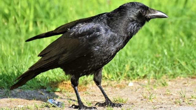 Die klugen Schwarzen - Rabenvögel