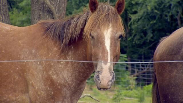 All the Pretty Horses