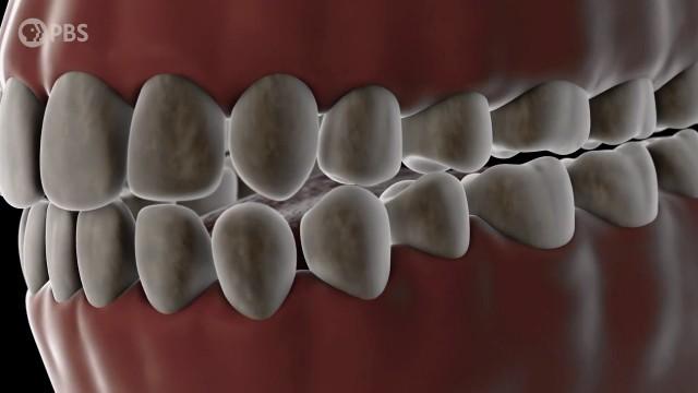 The Fossil Record In Your Mouth