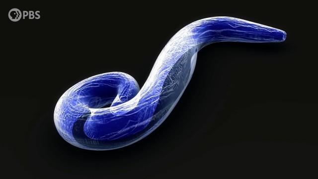 How Our Deadliest Parasite Turned to the Dark Side