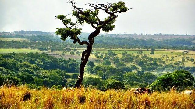 Cerrado: um bioma sob ameaça