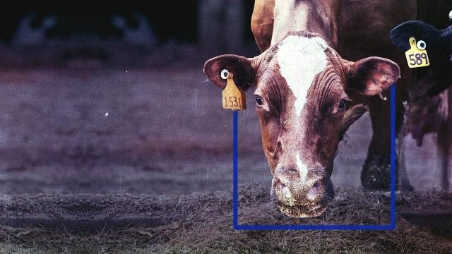 A Cow's Life: The True Cost of Milk?