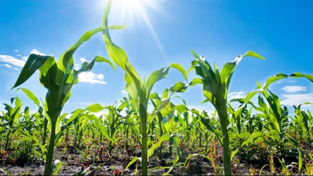 Agrotóxicos: o que muda com o PL do Veneno