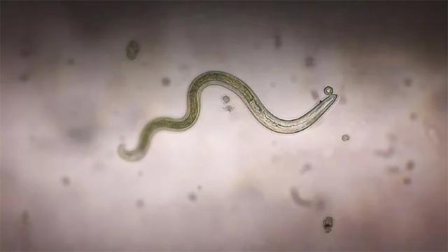 Parasites (SciCast #479)