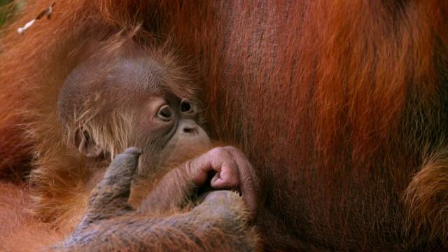 Gunung Leuser, Indonesia