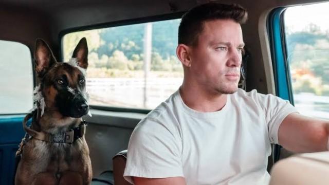 Dog - A aventura de uma vida