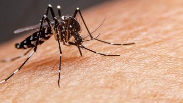 Por que a dengue voltou com força