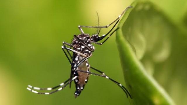 Hepatite, varíola e dengue: novos alertas e velhas doenças