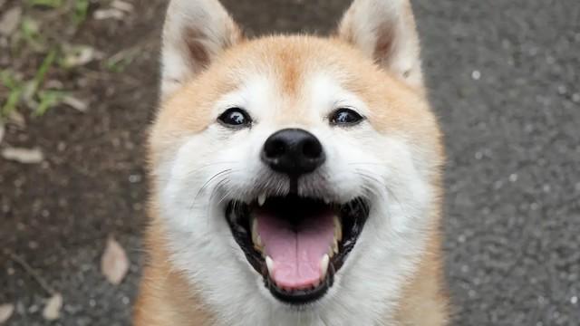 全開バリバリでアリガト編【愛犬・松が家出！？思い出巡り！】