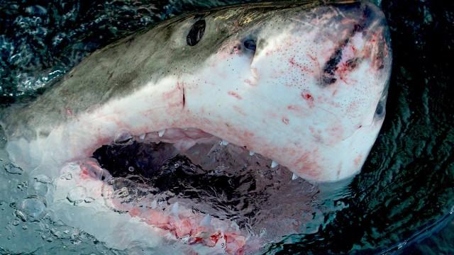 Great White Open Ocean