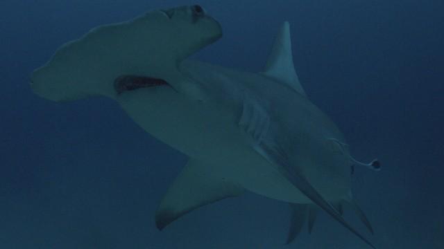 Rise of the Monster Hammerheads