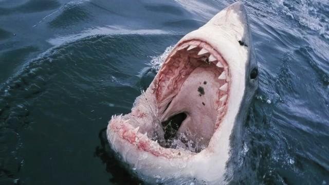Sharks (SciCast #497)