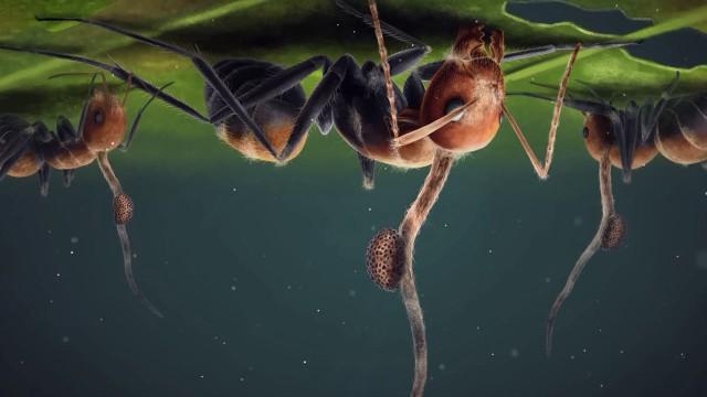 The Fungi That Turned Ants Into Zombies