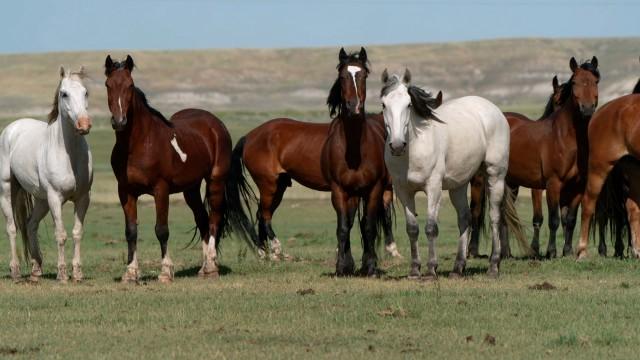 The Most Dangerous Place in the World, The Panini Sticker Phenomenon, Wild Horses