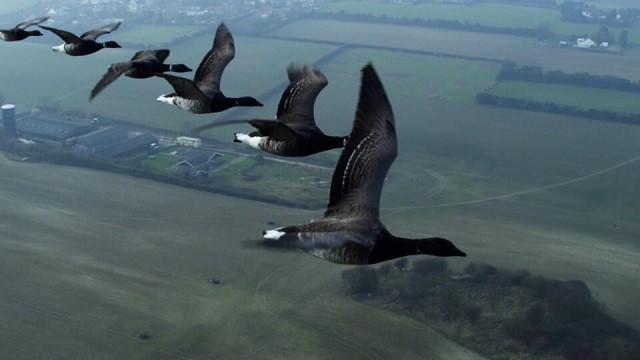 Bigfoot Photobombs Eagle's Nest, Mexican Blackbirds Dive to Their Death, and Human Faced Fish