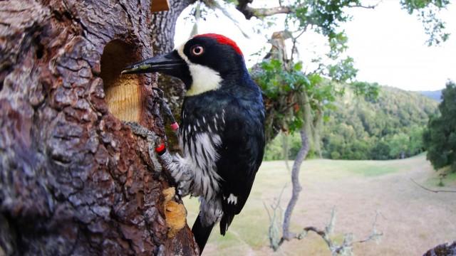 Woodpeckers: The Hole Story