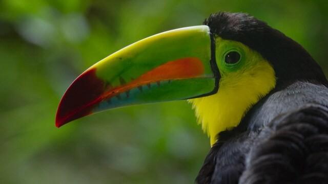 Planète verte - Mondes tropicaux