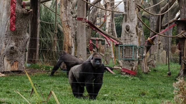 London Zoo at Christmas