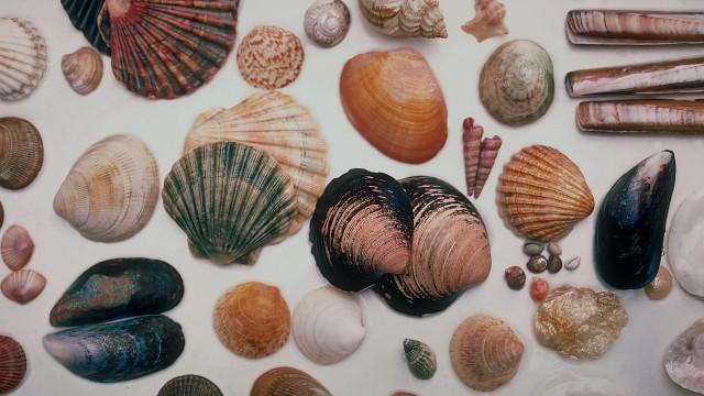 Molluscs (SciCast #529)