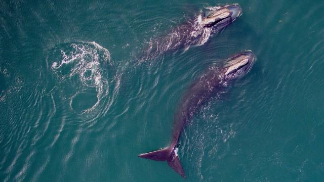 Saving the Right Whale