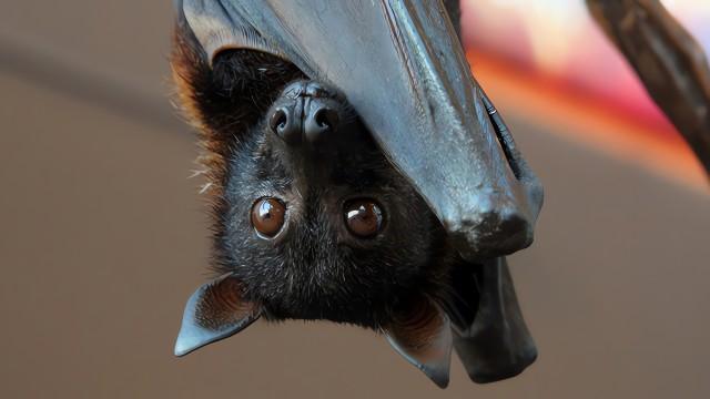 Bats (SciCast #550)