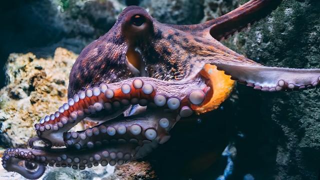 Octopuses (SciCast #552)