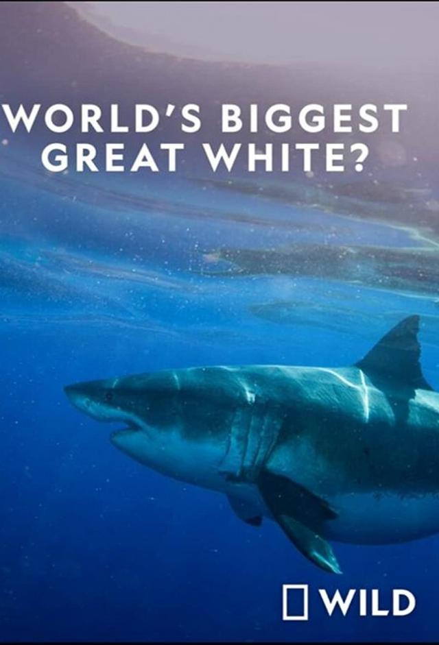 World's Biggest Great White Shark