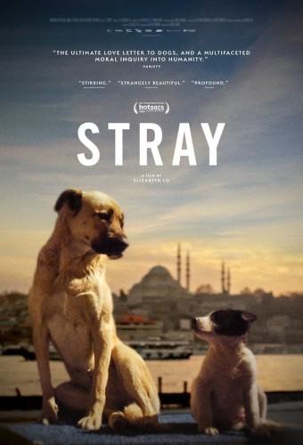 Stray