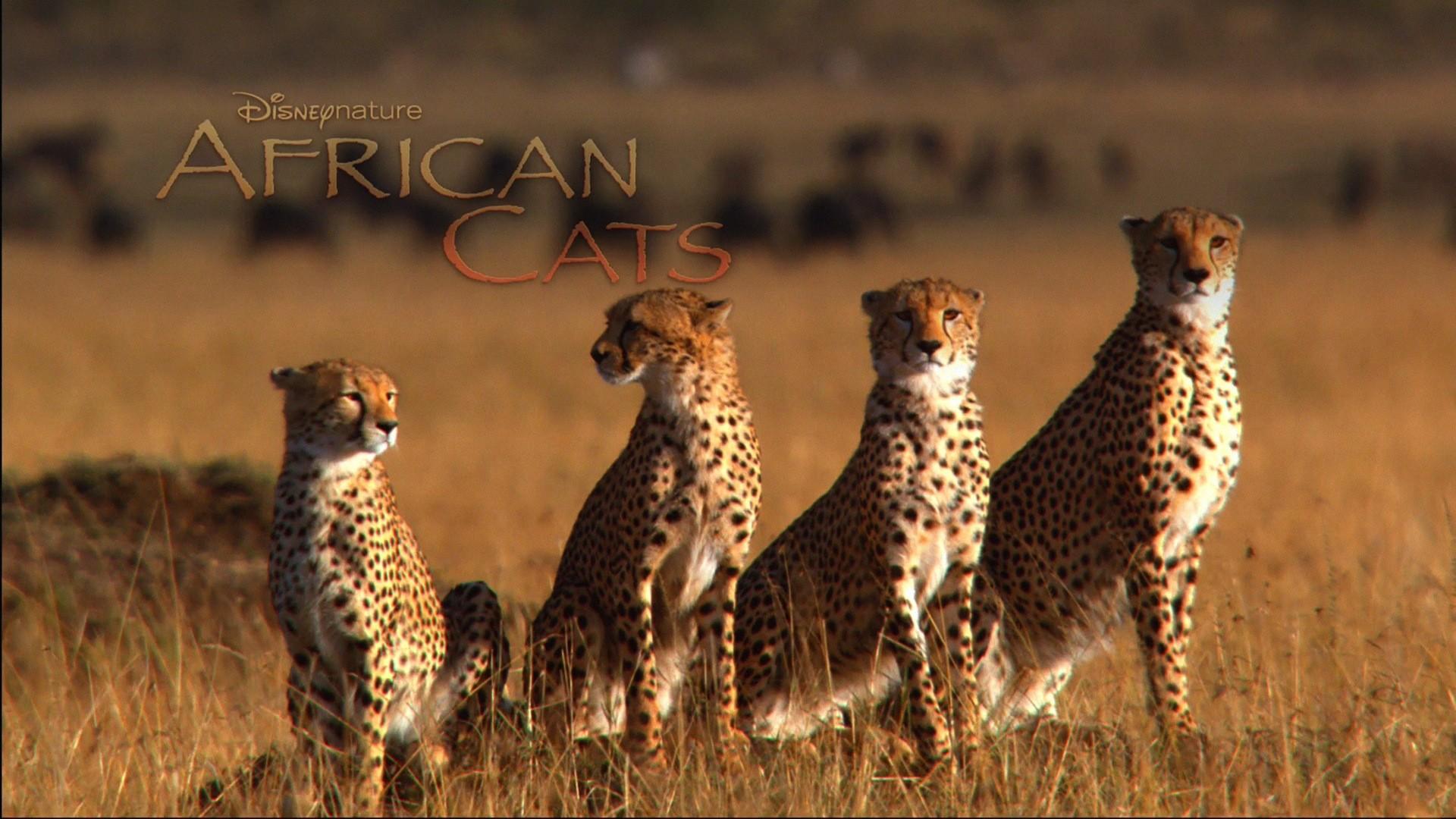 African Cats