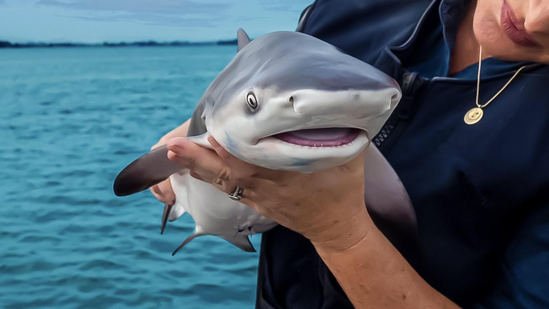 Baby Sharks