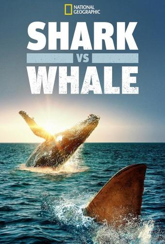 Shark vs. Whale