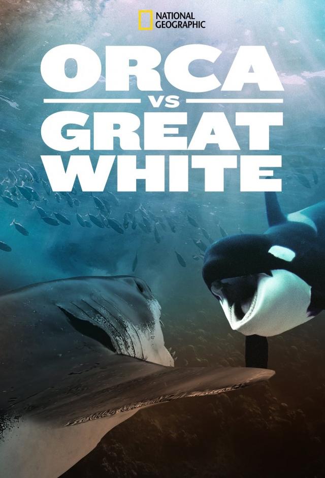 Orca vs. Great White