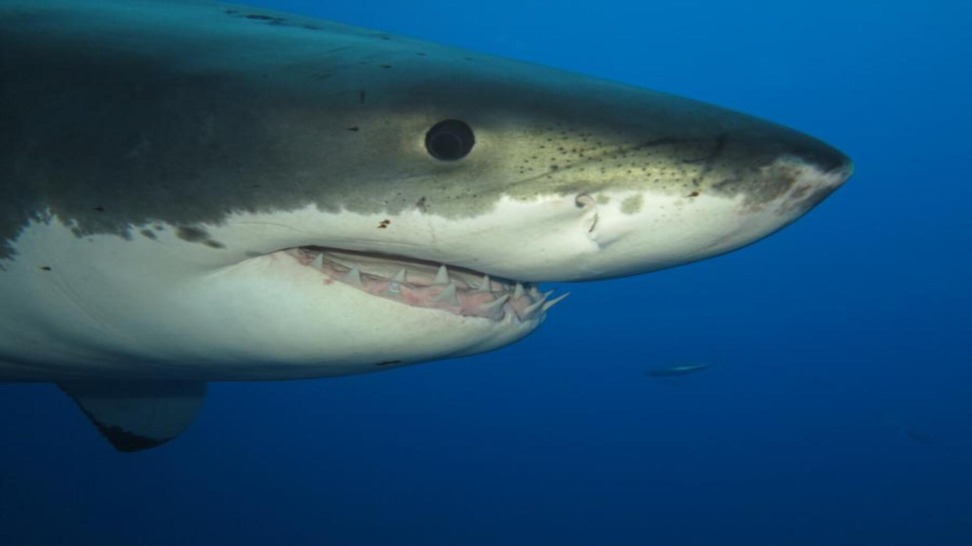 Shark teeth