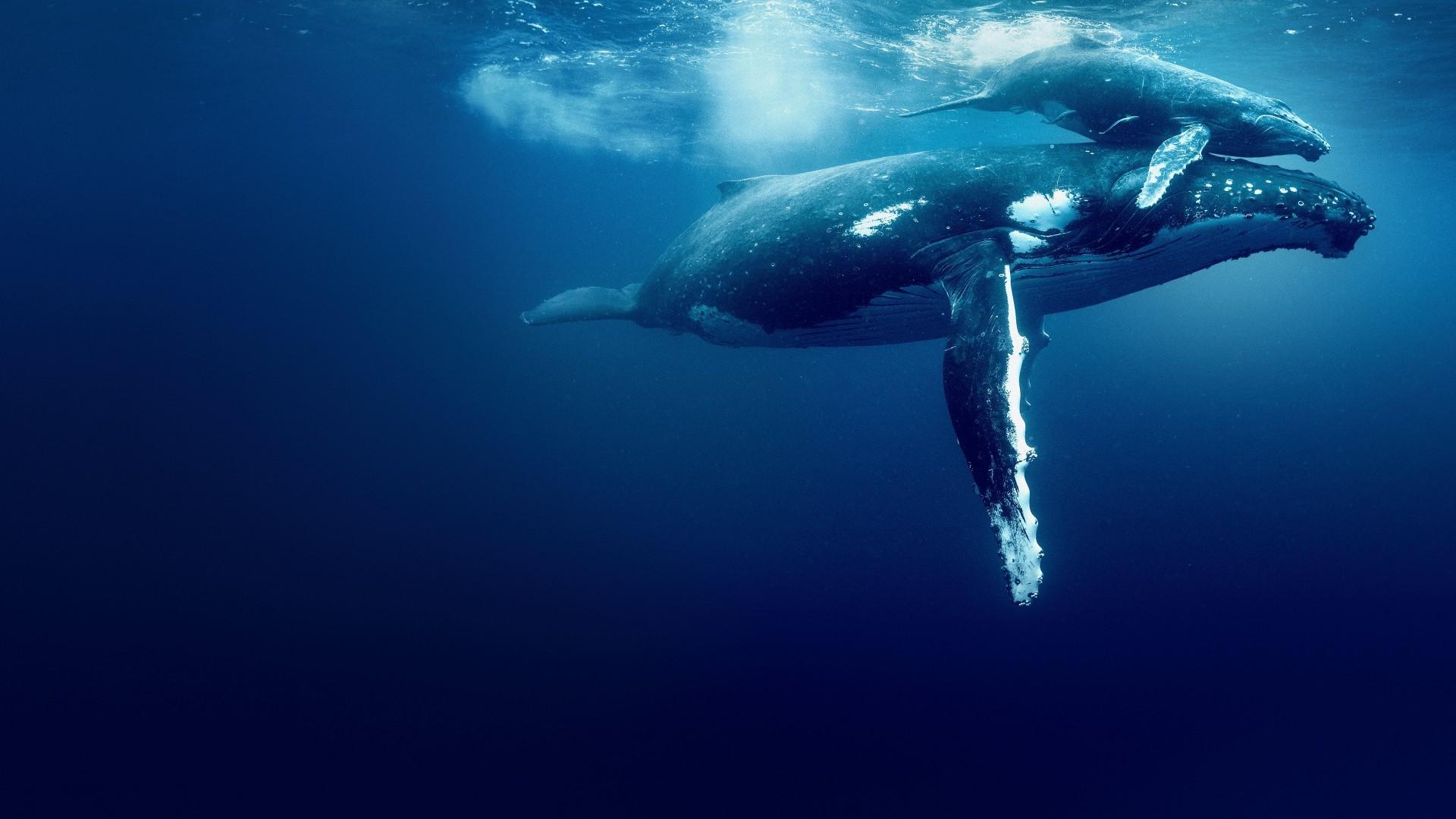 Ocean with David Attenborough