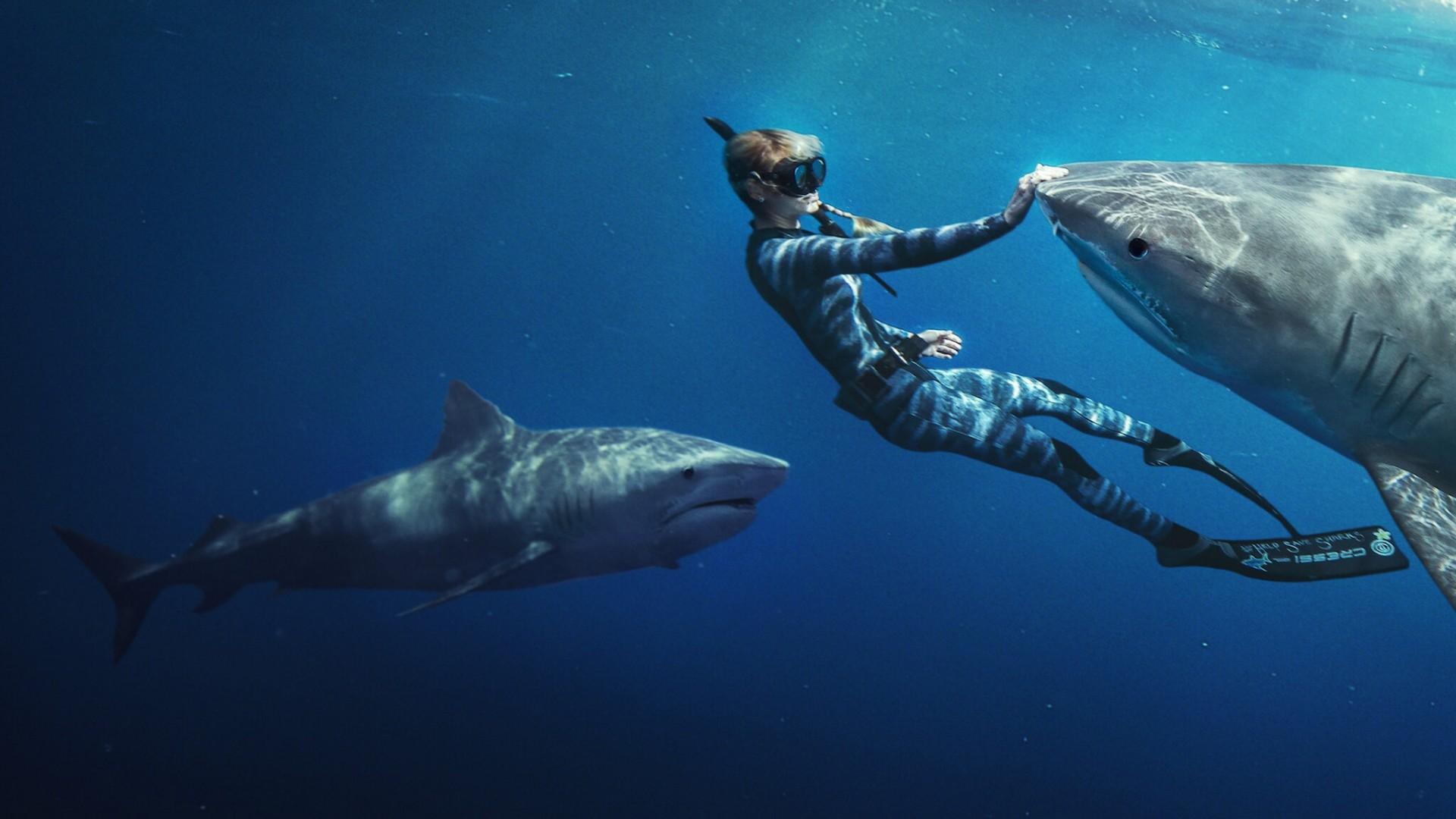 En paix avec les requins