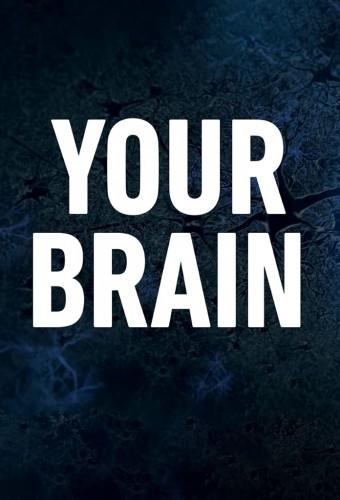 Your Brain