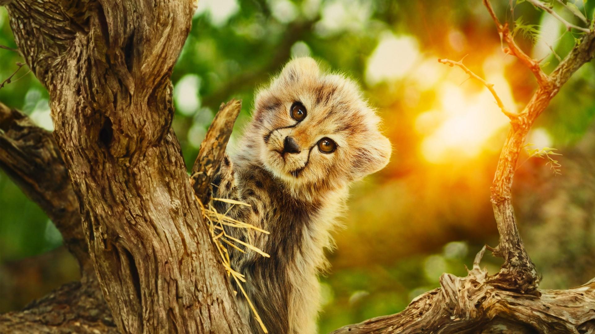 Born to be Wild (2025)