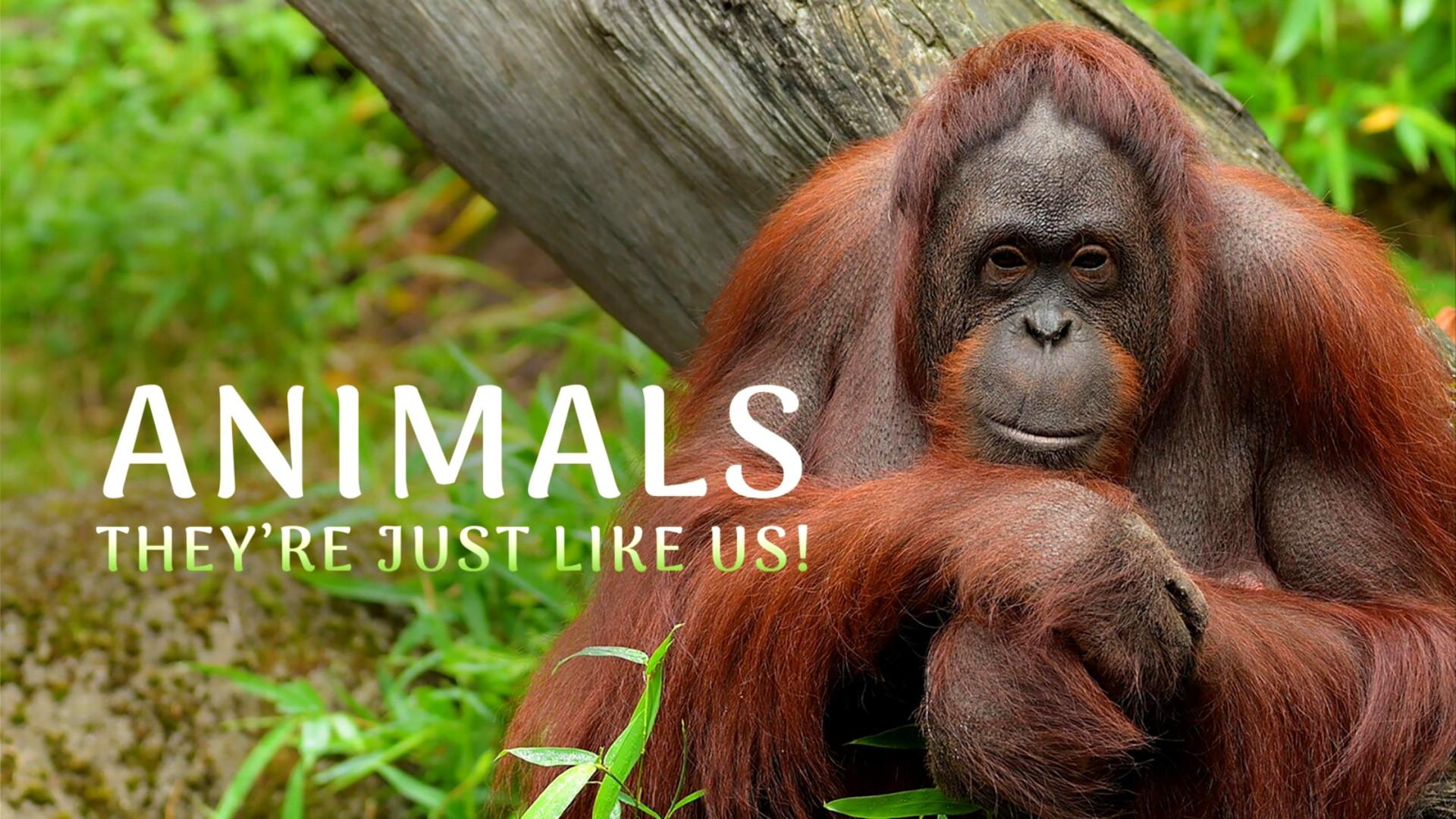 Animals, They're Just Like Us!