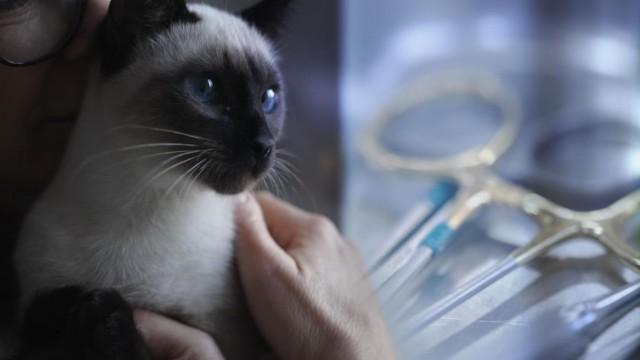 Dans les griffes des multinationales