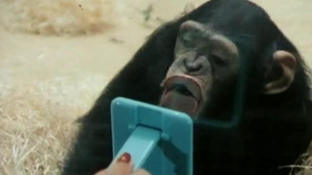 La vie sexuelle des bêtes